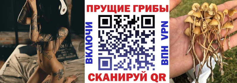 Псилоцибиновые грибы MAGIC MUSHROOMS  хочу   нарко площадка какой сайт  Сенгилей 